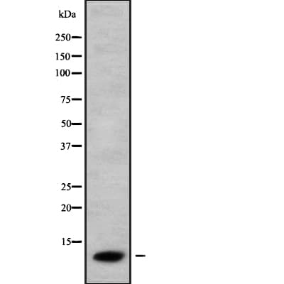 CCL26 / Eotaxin 3 Antibody