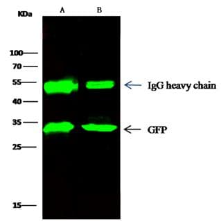 Monoclonal Rabbit anti-Aequorea victoria GFP Tag Antibody (clone 208, Preservative Free, WB)