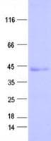 Human DOK6 Protein (Recombinant His, N-Terminal)