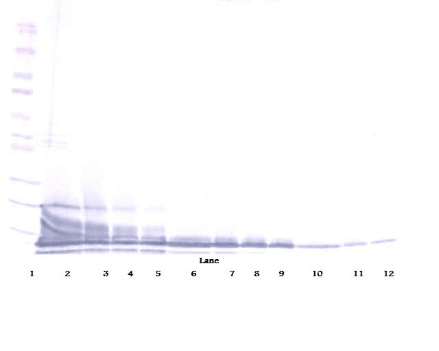 BLC / CXCL13 Antibody (Biotin)