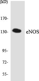 NOS3 / eNOS Antibody (aa439-488)