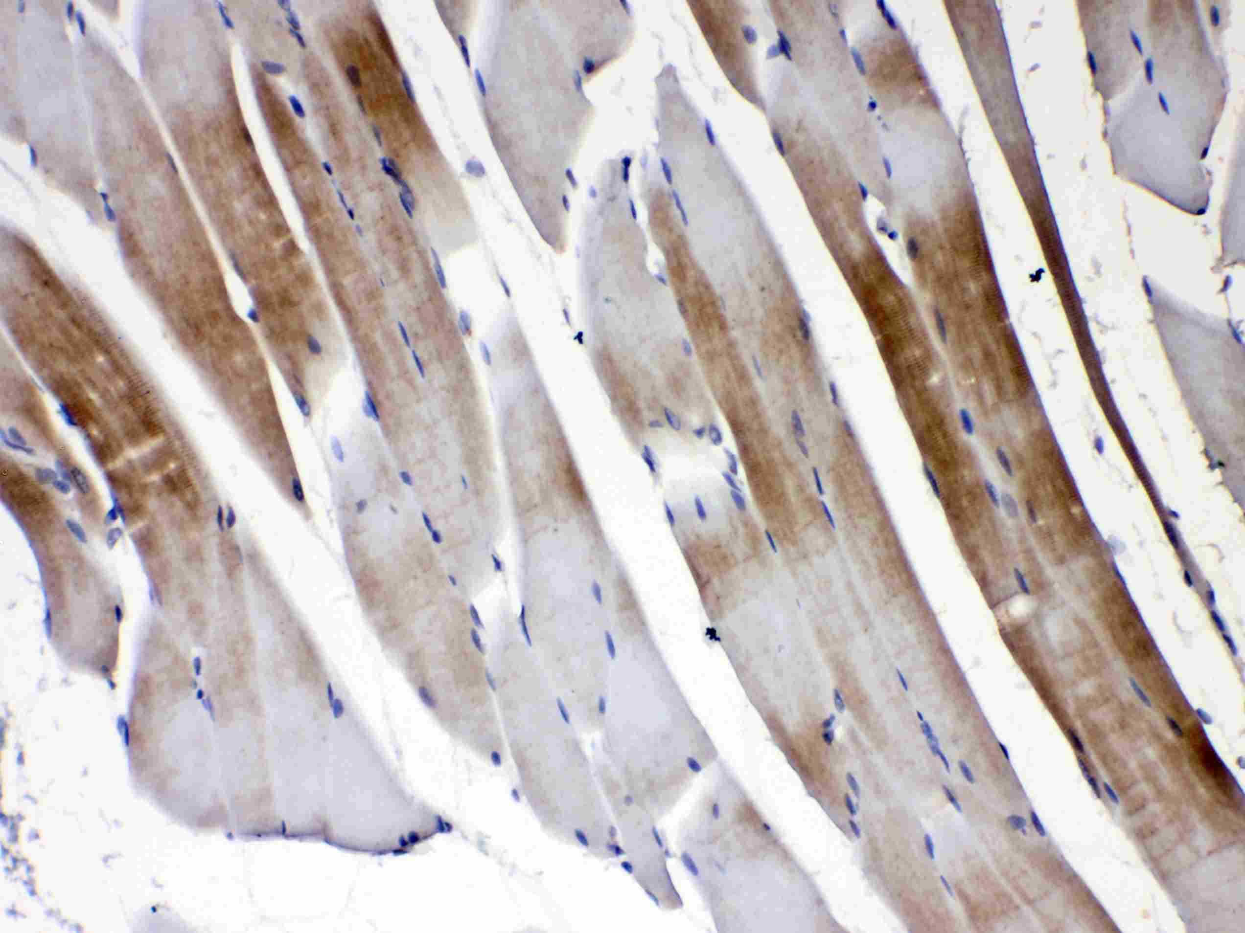 Polyclonal Rabbit anti-Human GJC1 / CX45 / Connexin 45 Antibody (IHC, WB)