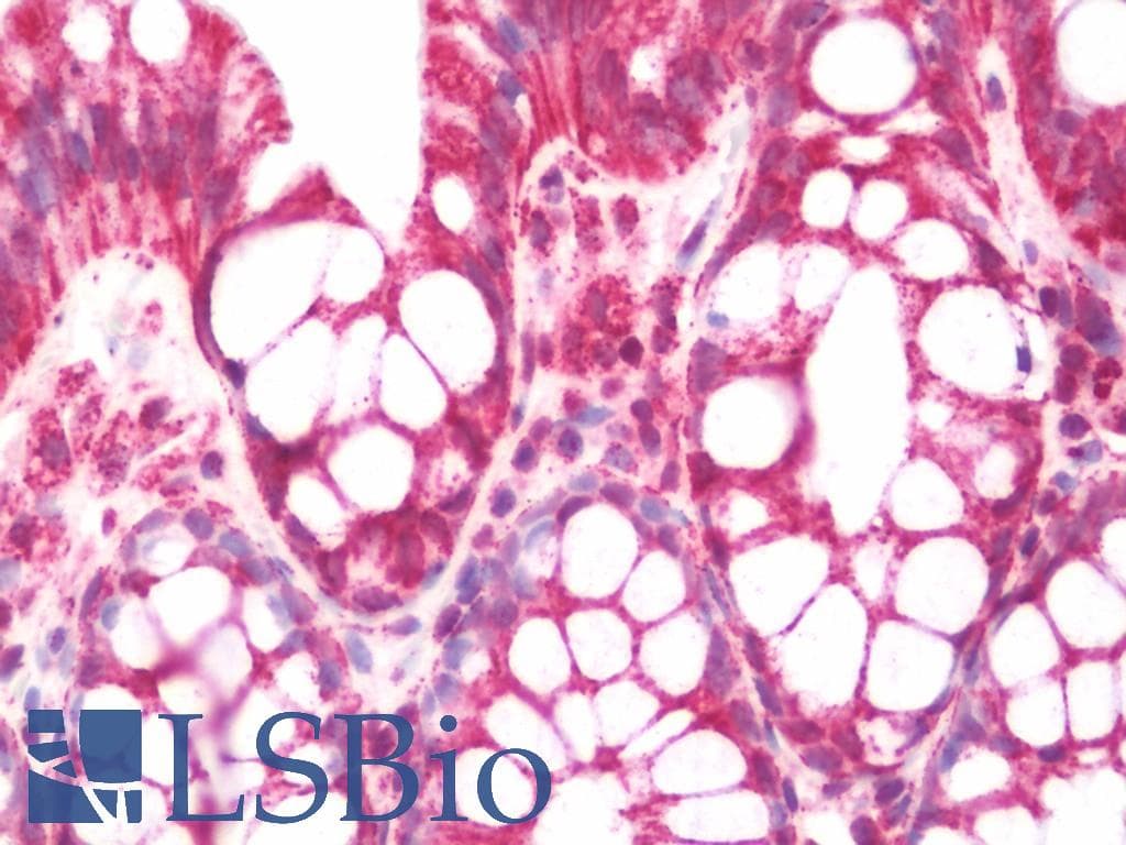 IHC-plus™ COX5A Antibody