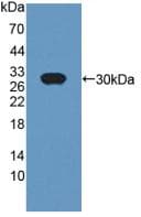 CRISP1 Antibody (aa20-246, PE)