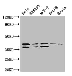BUB3 Antibody