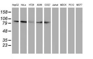 Monoclonal Mouse anti-Human Gephyrin Antibody (clone OTI3B6, IHC, IF, WB)