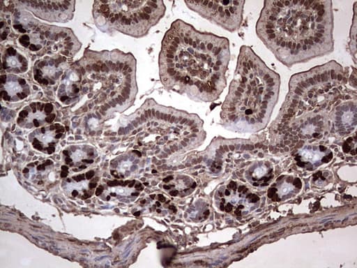 BrdU Antibody (clone 24H9)