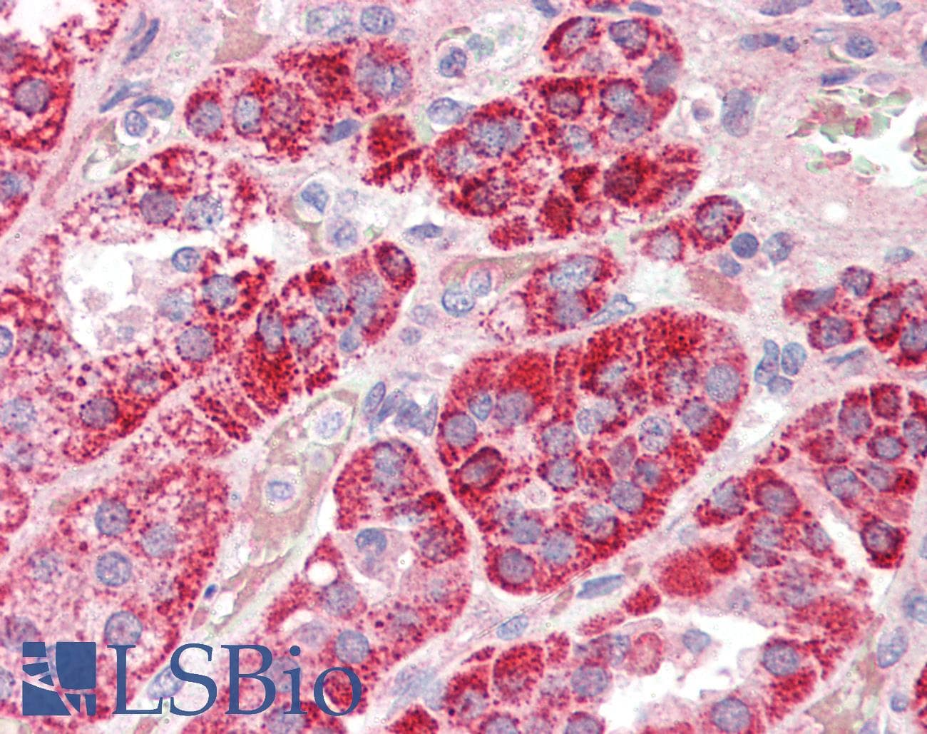 IHC-plus™ APG12 / ATG12 Antibody