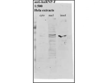 HNRNPF / hnRNP F Antibody (clone 3H4)