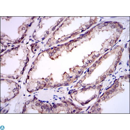 Monoclonal Mouse anti-Human UBE2I / UBC9 Antibody (IHC, IF, WB)