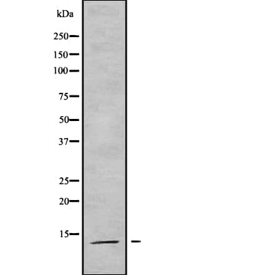 COX7A2L Antibody