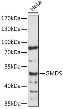 GMDS / GMD Antibody