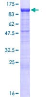 Human PCDHB13 Protein (Recombinant GST)