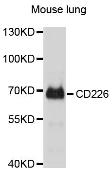 DNAM-1 / CD226 Antibody