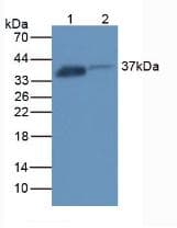 FOLR1 / Folate Receptor Alpha Antibody (aa26-229)
