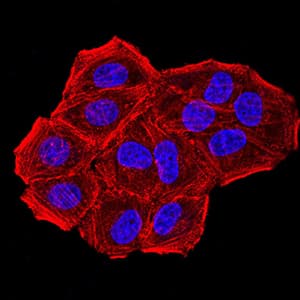 Monoclonal Mouse anti-Human CBX7 Antibody (clone 3H9D7, IHC, IF, WB)