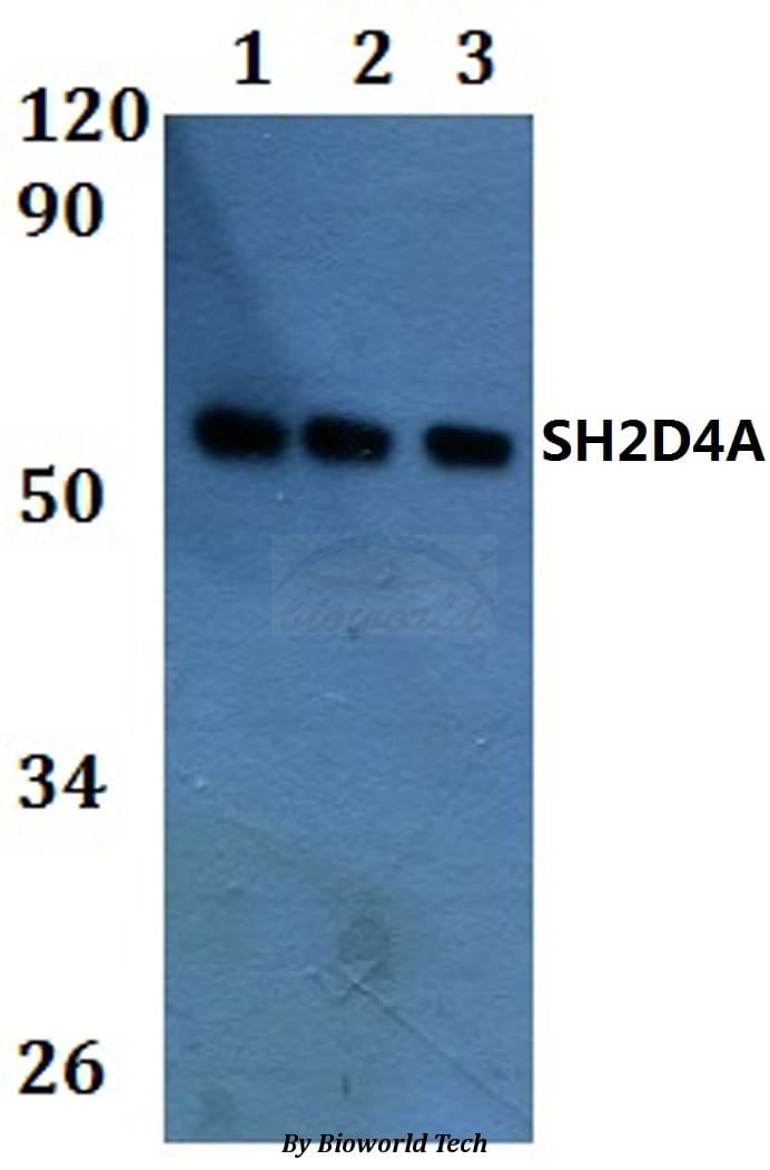 SH2D4A Antibody