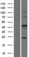 EFCBP2 / NECAB2 Protein (Over-Expression Lysate Myc-DDK (Flag))