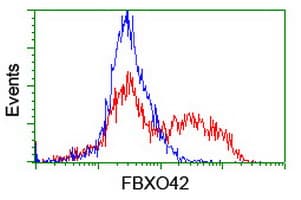 FBXO42 / JFK Antibody (clone OTI2G7)
