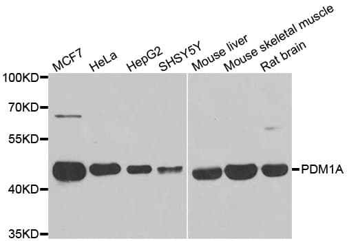 PPM1A / PP2CA Antibody