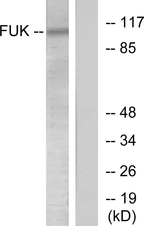 Polyclonal Rabbit anti-Human FUK Antibody (IF, WB)
