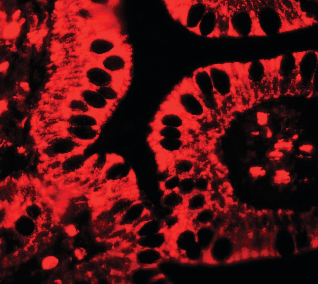 IHC-plus™ SHISA3 Antibody