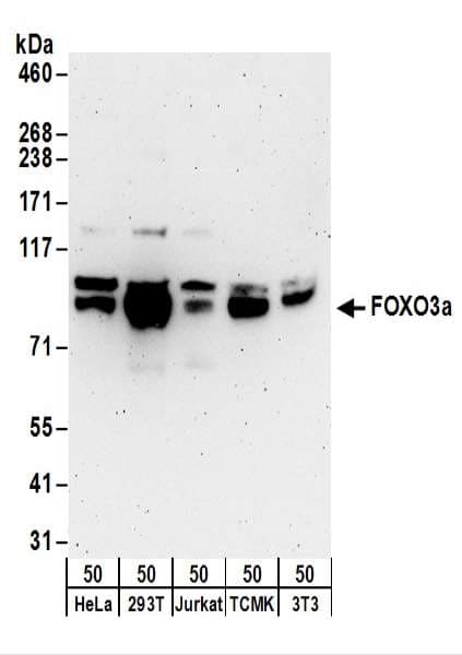 FOXO3 / FOXO3A Antibody (aa625-C-term)
