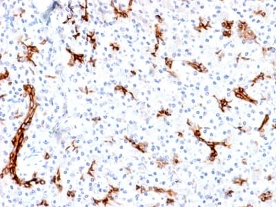 MUC6 / MUC-6 Antibody (clone MUC6/1553R)