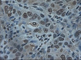 Monoclonal Mouse anti-Human ID2 Antibody (clone OTI10C3, IHC, IF, WB)