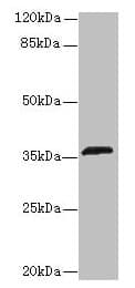OR2L13 Antibody