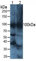 PathPlus™ ATP4A Antibody (aa786-1014)