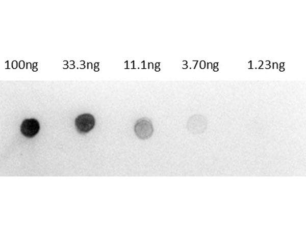 Polyclonal Rabbit Anti-Rat IgG Secondary Antibody (AP, IHC, WB)