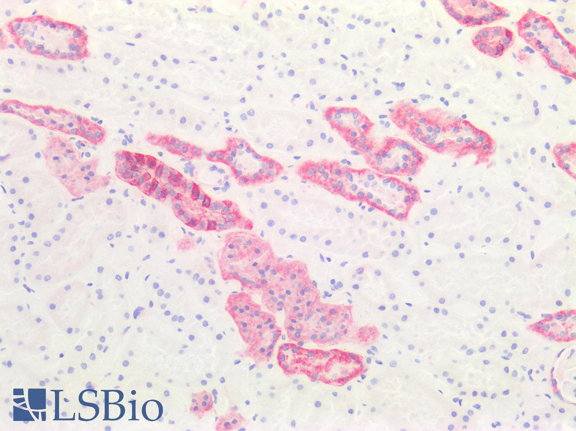CD9 Antibody (N-Terminus)