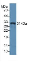 HLA-DRA Antibody (APC)