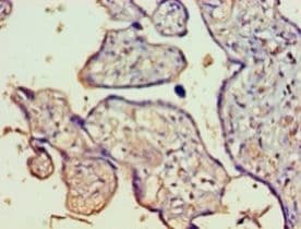 FAM160B1 Antibody (aa1-738)