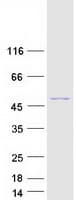 Human BCS1L Protein (Recombinant Myc-DDK (Flag))
