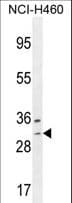 Polyclonal Rabbit anti-Human WBSCR27 Antibody (aa5-34, IHC, WB)