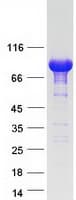 Human SAMD4B Protein (Recombinant Myc-DDK (Flag))
