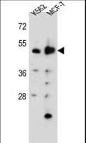 DNPEP Antibody (aa38-65)
