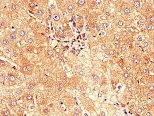 CD177 Antibody
