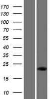 DUX5 Protein (Over-Expression Lysate Myc-DDK (Flag))