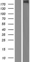 ADGB Protein (Over-Expression Lysate Myc-DDK (Flag))
