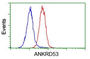 ANKRD53 Antibody (clone OTI2E4)