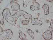 HRH3 / Histamine 3 Receptor Antibody (C-Terminus)