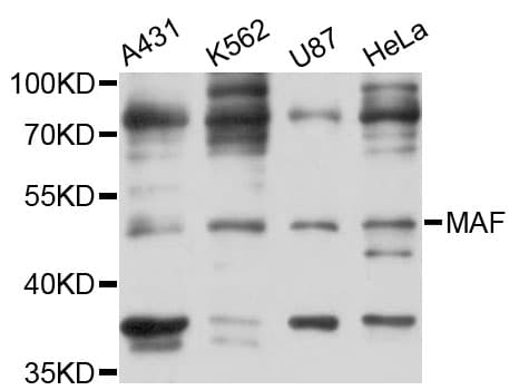 c-Maf Antibody