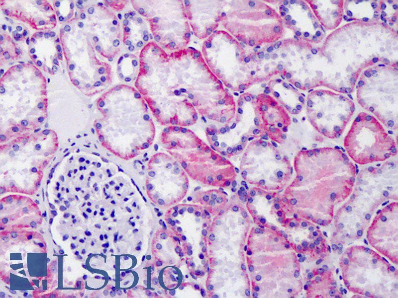 IHC-plus™ Basigin / Emmprin / CD147 Antibody (N-Terminus)