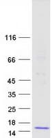 Human CCL22 / MDC Protein (Recombinant Myc-DDK (Flag))