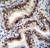 HNRNPCL1 Antibody (aa252-281)