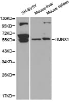 AML1 / RUNX1 Antibody