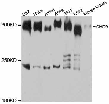 CHD9 Antibody